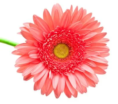 Gerber flower Stock Photos