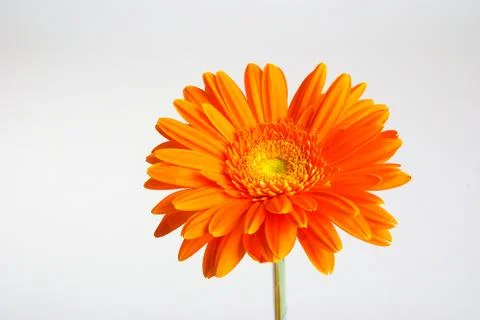 Gerber flower Stock Photos
