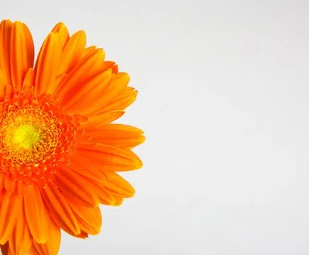 Gerber flower Stock Photos