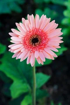 Gerber flower Stock Photos