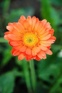 Gerber flower Stock Photos