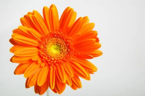 Gerber flower Foto stock