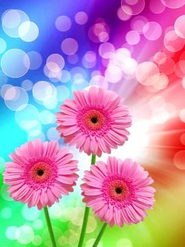 Gerber flowers Stock Photos