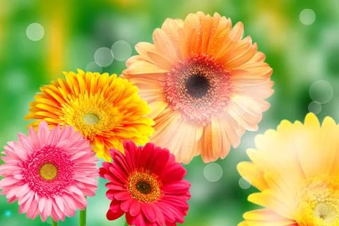 Gerber flowers Stock Photos