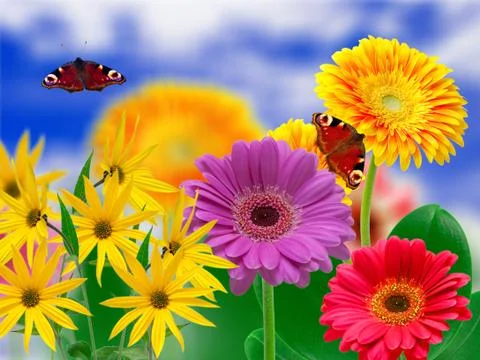 Gerber flowers Stock Photos