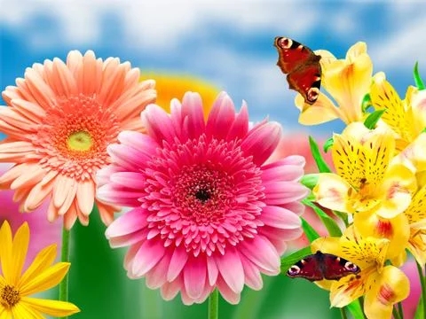 Gerber flowers Stock Photos