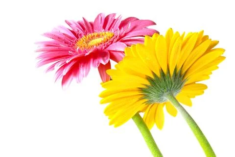 Gerber flowers Stock Photos