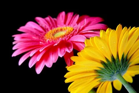 Gerber flowers Stock Photos