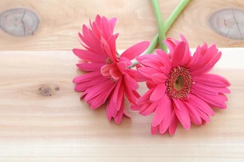 Gerber flowers Stock Photos