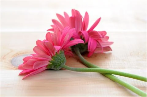 Gerber flowers Stock Photos