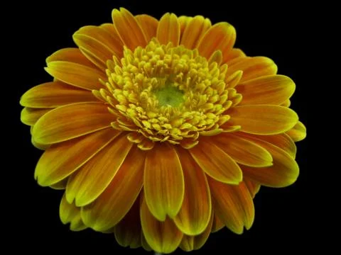 Gerber isolated Stock Photos