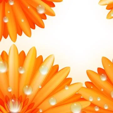 Gerber petals with water drops. plus EPS10 Illustrazione stock