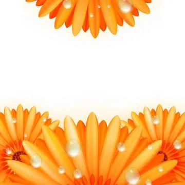 Gerber petals with water drops. plus EPS10 Stock Illustration
