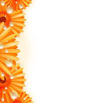 Gerber petals with water drops. plus EPS10 Stock Illustration