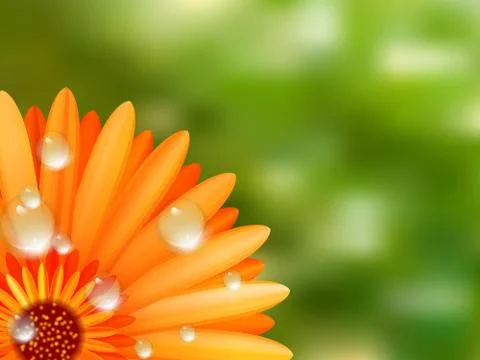 Gerber petals with water drops. plus EPS10 Stock Illustration