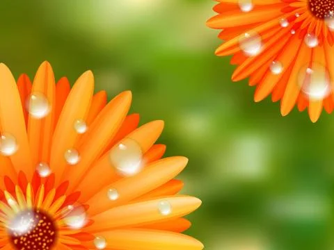 Gerber petals with water drops. plus EPS10 Stock Illustration