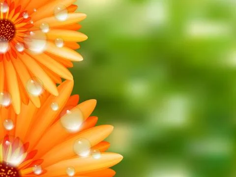 Gerber petals with water drops. plus EPS10 Stock Illustration