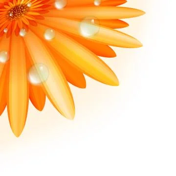 Gerber petals with water drops. plus EPS10 Stock Illustration