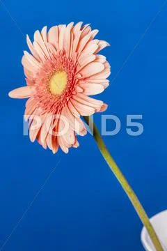 Gerber Stock Photos