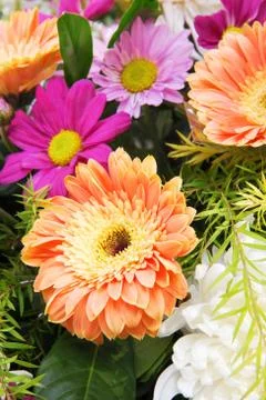 Gerbera and Daisy Stock Photos