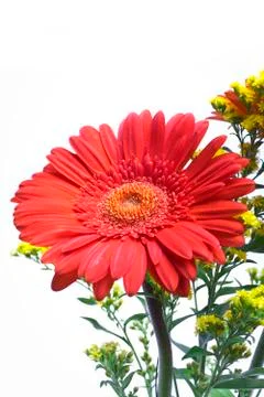 Gerbera and green branches Stock Photos