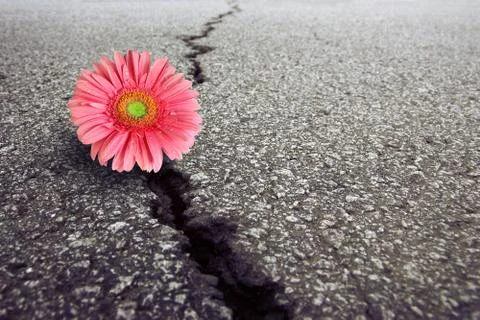 Gerbera on Asphalt Stock Photos