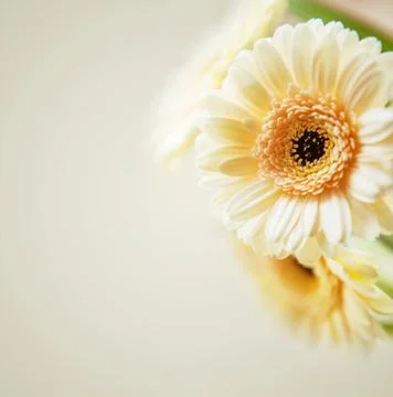 Gerbera background Foto stock