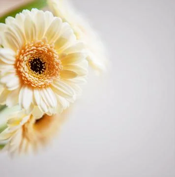 Gerbera background Foto stock