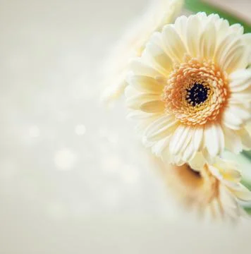 Gerbera background Foto stock