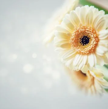 Gerbera background Stock Photos