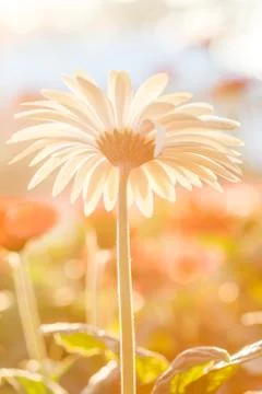 Gerbera with backlight Stock Photos