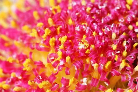 Gerbera - big macro shot centre flower Stock Photos