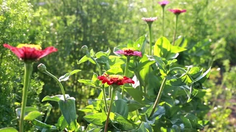 Gerbera in bloom Stock Footage 66438162