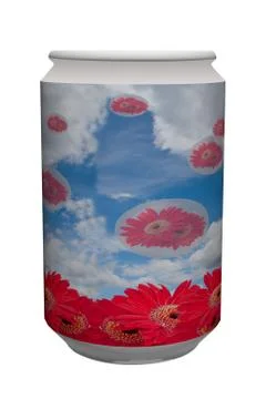 Gerbera can on white background. Stock Photos