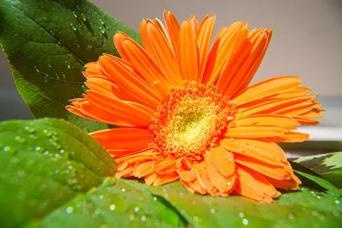 Gerbera Close-up With Dew Drops 库存照片