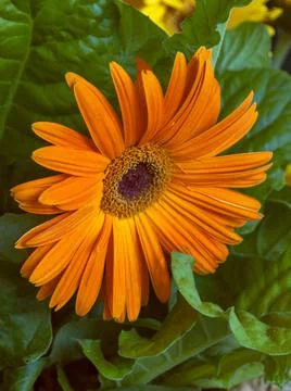 Gerbera. Close-up of an orange-colored gerbera flower. Landscaping and Stock Photos