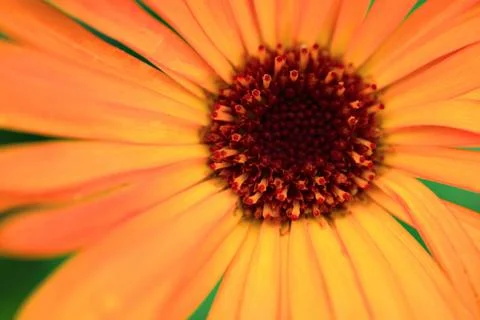 Gerbera close up Stock Photos