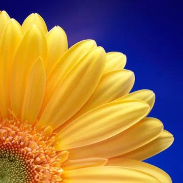 Gerbera close-up Stock Photos