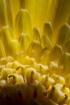 Gerbera closeup Stock Photos