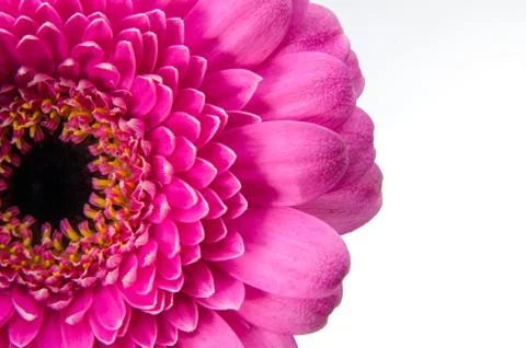 Gerbera daisey Foto stock