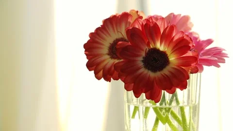 Gerbera Daisies in Clear Vase with Sunlight and Soft Shadows Stock Footage 318251231