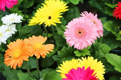 Gerbera Daisies in full bloom Stock Photos
