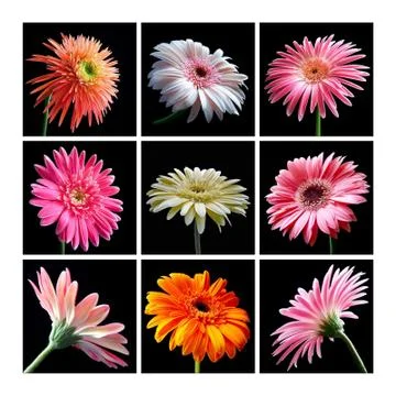 Gerbera daisies Stock Photos