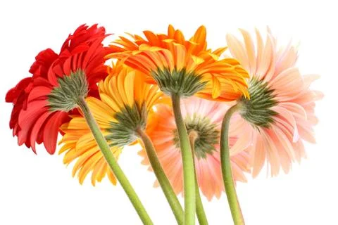 Gerbera daisies Stock Photos