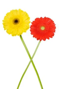 Gerbera Daisies Stock Photos