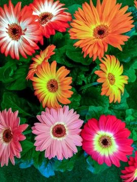 Gerbera daisies Stock Photos