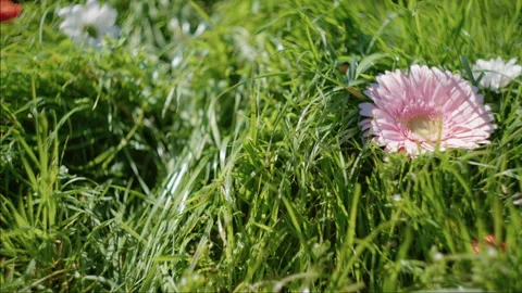Gerbera Daisies Scattered In Green Grass Stock Footage 341127093