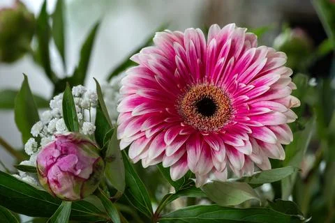 Gerbera Daisy and Budding Peony Stock Photos