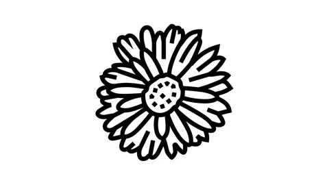 Gerbera daisy blossom spring line icon animation Stock Footage 326135384