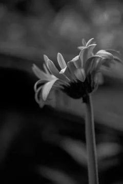 Gerbera daisy close up macro texture. Stock Photos